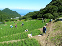 石部の棚田で刈り草の片づけ