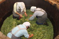 桜葉の漬込み作業