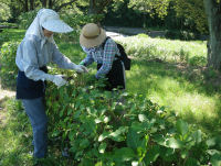 花の会アジサイの花切り