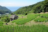 今日の石部棚田