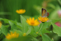 メランポジュームにベニシジミ