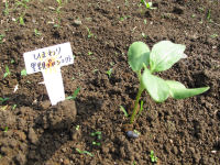 福島ヒマワリ里親プロジェクト