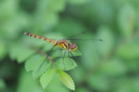 ムギワラトンボ