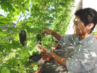 緑のカーテン、ゴーヤの収穫 緑のカーテン、ゴーヤの収穫