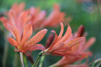 キツネノカミソリ キツネノカミソリ