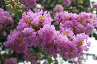 サルスベリ サルスベリ