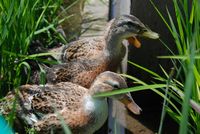 アイガモ アイガモ