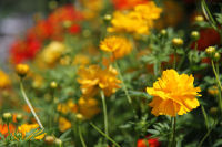 黄花コスモス 黄花コスモス