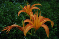 ノカンゾウ ノカンゾウ