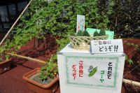 ゴーヤ無料配布 ゴーヤ無料配布