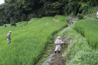 石部の棚田 石部の棚田