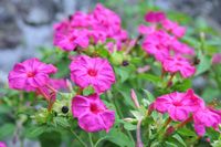 オシロイバナ オシロイバナ