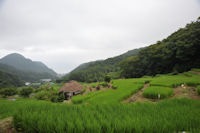 今日の石部棚田 今日の石部棚田
