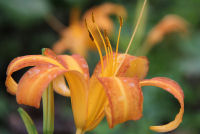 ノカンゾウ ノカンゾウ