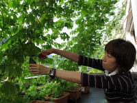 ゴーヤ収穫 ゴーヤ収穫