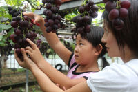 ぶどう狩り ぶどう狩り