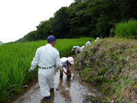 棚田百笑くらぶの活動 棚田百笑くらぶの活動