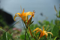 ノカンゾウ ノカンゾウ