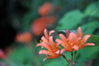 キツネノカミソリ キツネノカミソリ