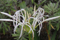 ハマユウ ハマユウ