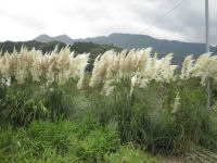 パンパスグラス パンパスグラス