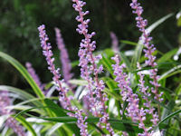 ヤブラン ヤブラン