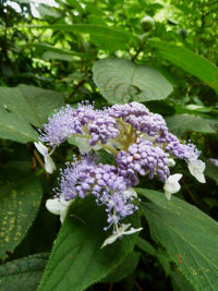 タマアジサイ タマアジサイ