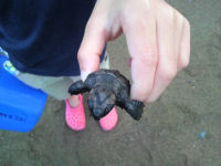 ウミガメ ウミガメ