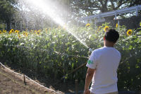 福島のヒマワリ 福島のヒマワリ