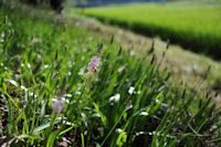 那賀川沿いのツルボ 那賀川沿いのツルボ
