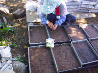 ビオラの種まき ビオラの種まき