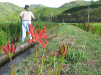 ヒガンバナ ヒガンバナ