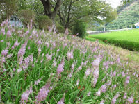 ツルボと彼岸花 ツルボと彼岸花