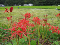 彼岸花が一斉に咲き始め 彼岸花が一斉に咲き始め