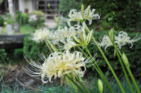 白い彼岸花 白い彼岸花