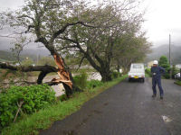 風で裂けた桜の大木 風で裂けた桜の大木