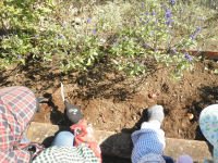 チューリップ球根植え チューリップ球根植え