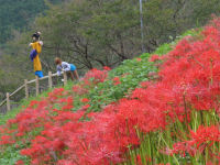 案山子と彼岸花 案山子と彼岸花