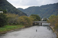 アユの餌釣り アユの餌釣り