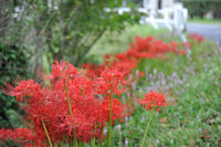 彼岸花 彼岸花
