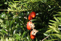 カラスウリ カラスウリ