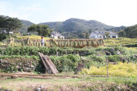 石部の棚田 石部の棚田