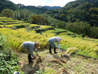 石部棚田の収穫祭 石部棚田の収穫祭