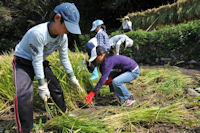 棚田くらぶ稲刈り 棚田くらぶ稲刈り