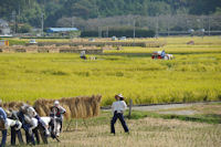 中耕地は稲刈り真っ最中 中耕地は稲刈り真っ最中