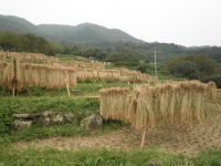 石部の棚田 石部の棚田