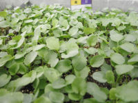 ビオラの苗 ビオラの苗