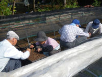 老人会ビオラ移植作業 老人会ビオラ移植作業