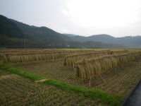 那賀耕地 那賀耕地