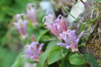 ホトトギス ホトトギス